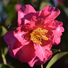 Deep pink Camellia x vernalis ‘Hiryū’ flower with ruffled petals and vibrant yellow stamens, illuminated by sunlight.