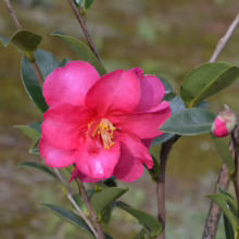 Camellia x vernalis 'Hiryū' with vibrant pink petals and golden stamens, showcasing a single bloom and a bud on a green-leaved branch.