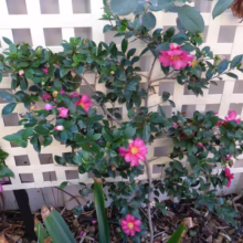 Camellia x vernalis 'Hiryū' with bright pink flowers and glossy green leaves against a white lattice background