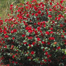 Bushy Camellia japonica ‘Midnight’ shrub bursting with deep red, ruffled blooms and glossy green leaves, creating a vibrant garden display