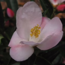 Pale pink Camellia 'Transtasman' bloom with yellow stamens, showcasing its delicate petals and subtle color gradient