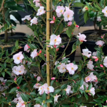 Camellia 'Transtasman' shrub: Pale pink blossoms and dark green leaves, supported by a bamboo stake.