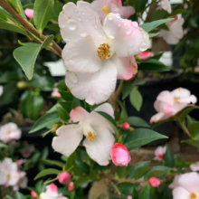Camellia 'Transtasman' in bloom: white & light pink flowers with yellow stamens, glossy green leaves, and water droplets on petals.