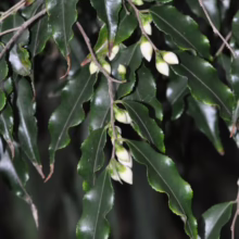 Camellia tsaii branch with glossy, wavy-edged leaves and creamy white flower buds, showcasing its elegant foliage and delicate bloom