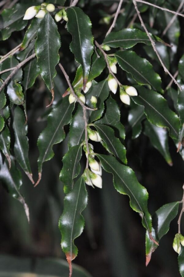 Camellia tsaii - Image 2