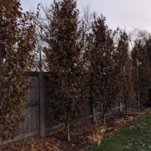 Carpinus betulus ‘Fastigiata’ trees line a fence, displaying their characteristic upright, columnar form and bronze-colored foliage in autumn.