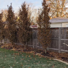 Carpinus betulus ‘Fastigiata’ trees line a wooden fence, their brown autumn leaves creating a natural privacy screen.