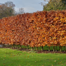 Dense Carpinus betulus hedge with vibrant bronze foliage, creating a natural screen.