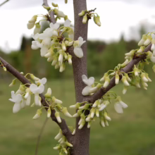 Cercis siliquastrum 'Alba' branch with clusters of delicate white flowers blooming directly from the bark.