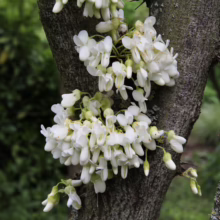 Cercis siliquastrum ‘Alba’ blossoms: Clusters of white flowers bloom directly from the tree trunk, creating a unique floral display.