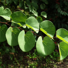 Cercis siliquastrum 'Alba' branch with heart-shaped, light green leaves, showcasing the plant's unique foliage and vibrant color.