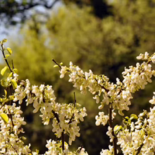Cercis siliquastrum 'Alba' in bloom. Branches covered in small, delicate white flowers against a soft green and brown background.