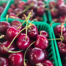 Fresh, ripe Cherry ‘Summit’ in green baskets. Juicy, dark red fruit with stems, ready to eat.