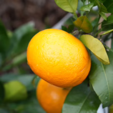 Vibrant orange Citrus grapefruit 'Cutler's Red' on the tree, surrounded by lush green leaves, showcasing its fresh, juicy appearance.