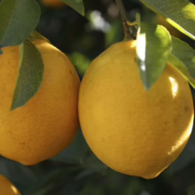 Two ripe, yellow Citrus lemon 'Yen Ben' fruits hang on a tree branch, surrounded by vibrant green leaves.