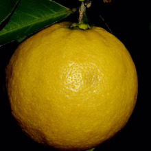 Citrus 'Lemonade' fruit: a round, textured yellow citrus hanging on a tree branch with vibrant green leaves