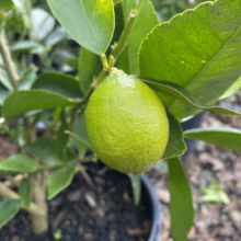 Citrus lime 'Sublime' with vibrant green fruit amongst lush green leaves, growing in a pot.