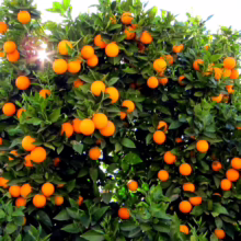 Abundant Citrus orange 'Carter's Navel' tree, laden with ripe, bright orange fruit amidst lush green foliage, bathed in sunlight