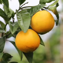 Two ripe Citrus orange 'Fukumoto' fruits hanging on a tree, showcasing their vibrant yellow-orange color and textured skin