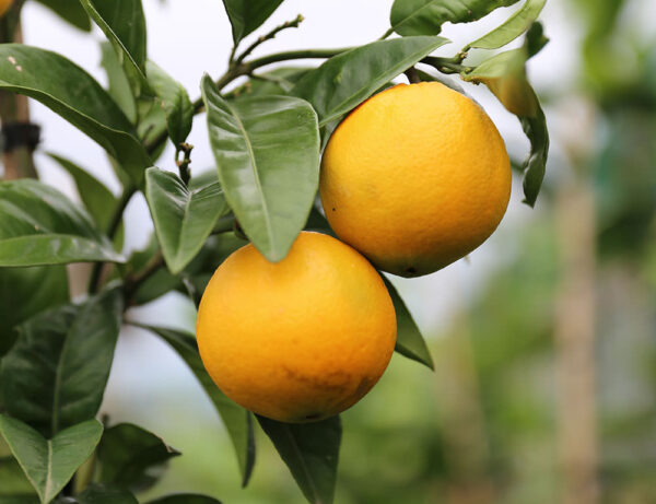 Citrus orange 'Fukumoto' (Orange) fruit on tree.