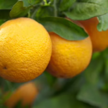 Ripe Citrus orange 'Harwood Late' on the tree, showcasing its vibrant orange peel and fresh green leaves