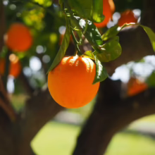 Citrus orange 'Powell Navel' hanging from tree, bright orange fruit with green leaves, ready for harvest