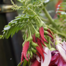 Clianthus maximus: Red parrot's beak flowers hanging with green leaves, showcasing vibrant color and unique shape.
