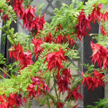 Clianthus maximus 'Kaka King' plant: Striking red, claw-shaped flowers cascade against a leadlight window, creating a vibrant display.