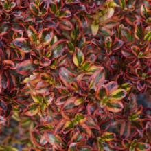Coprosma repens ‘Inferno’ foliage: glossy, small leaves in vibrant shades of red, orange, and green creating a fiery, textured ground cover.