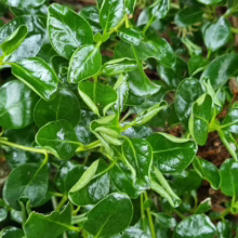 Coprosma repens 'Poor Knights' close-up: Glossy, rounded green leaves densely packed, showcasing the plant's vibrant color and texture.