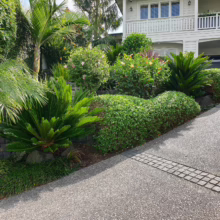 Coprosma repens 'Poor Knights' ground cover in a lush garden. Green foliage creates a dense, attractive border along a driveway.