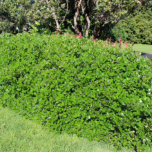 Coprosma repens ‘Poor Knights’ ground cover shrub. Dense, rounded evergreen with glossy green foliage. Ideal for landscaping.
