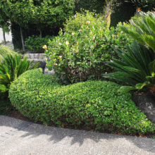Coprosma repens ‘Poor Knights’ ground cover, a lush green shrub with rounded leaves, nestled among cycads and other plants in a garden setting