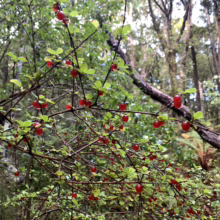 Coprosma rhamnoides shrub with small green leaves and vibrant red berries, nestled in a lush forest setting.