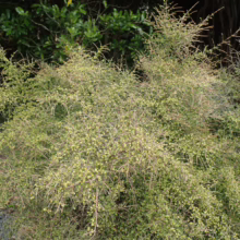 Coprosma rhamnoides: A dense, bushy plant with tiny, light green leaves and intricate, tangled branch structure, ideal for ground cover or unique garden texture.