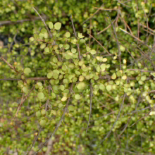 Coprosma rhamnoides close-up: small, round, light green leaves on slender brown branches, creating a dense, textured ground cover