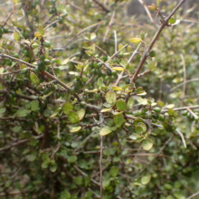 Coprosma rhamnoides shrub with tiny, round green leaves and small, dark berries on thin, tangled brown branches