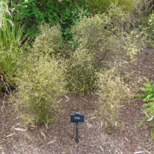 Coprosma rhamnoides: low-growing shrub with tiny, rounded leaves, displaying a dense, twiggy structure, typical of Coprosma rhamnoides.