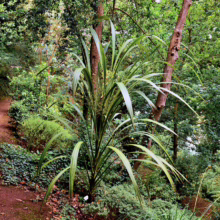 Cordyline banksii plant with striking, sword-like leaves and emerging flower spikes, thriving in a verdant garden setting.