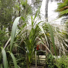 Cordyline banksii plant with long, arching green leaves and creamy white flower plumes, set in a lush garden