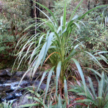 Cordyline banksii: A striking plant with long, slender, green leaves, thriving near a stream in a lush forest setting.