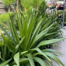 Cordyline 'Broadsword' plants with vibrant green, sword-like leaves, offering a bold, architectural statement for gardens or containers.