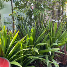 Cordyline 'Broadsword' plants with vibrant green and burgundy sword-like leaves in black pots, displayed outdoors at a garden center