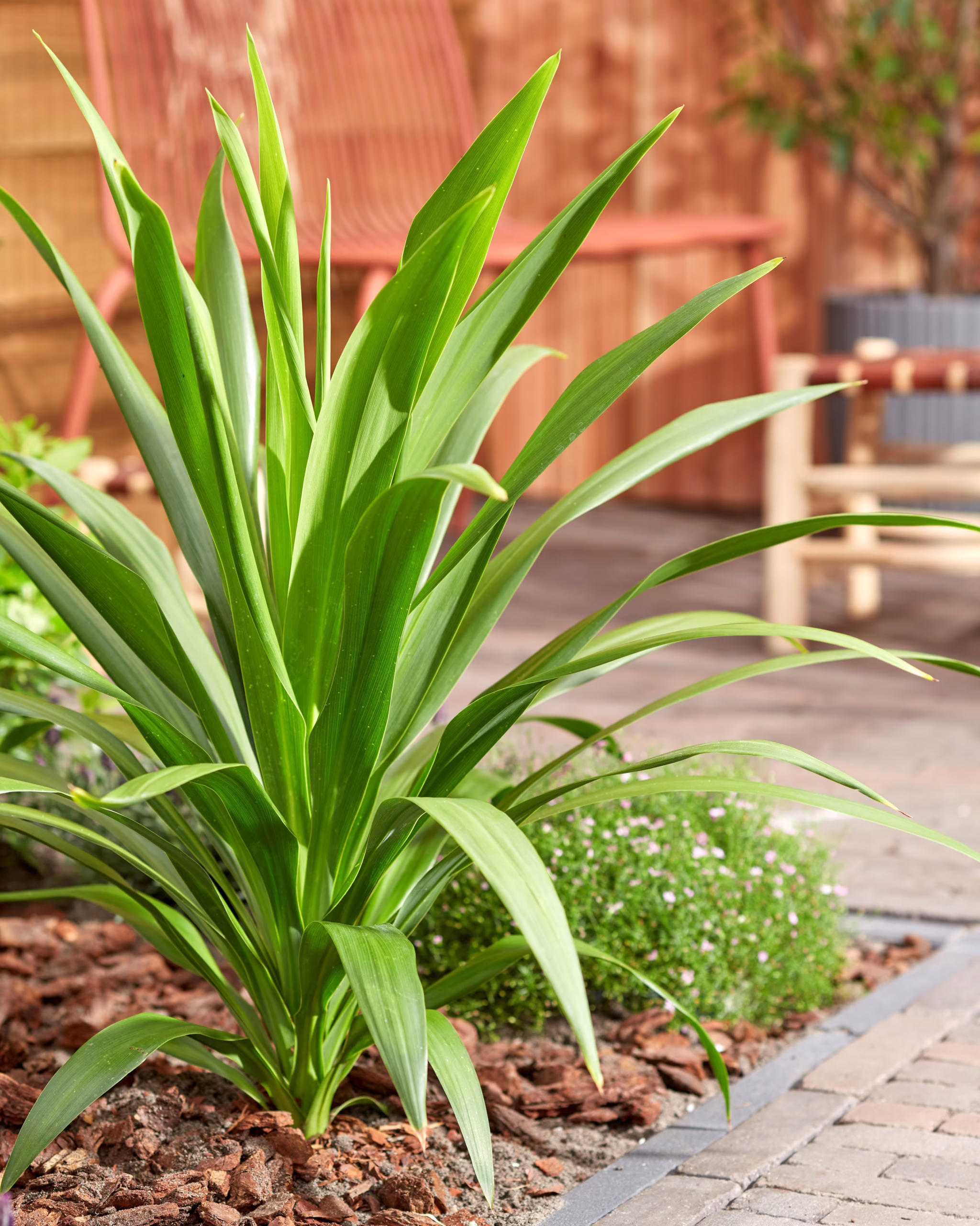 Cordyline 'Broadsword' plant with lush green, sword-like leaves growing in a garden bed with bark mulch and brick edging.