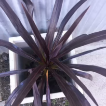 Cordyline 'Renegade' plant in a white square pot. Striking dark purple, sword-like leaves create a dramatic focal point.