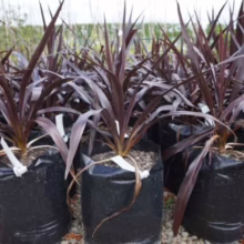 Cordyline 'Renegade' plants in black pots. Striking dark maroon, sword-like leaves add dramatic color to any garden.