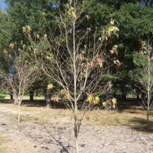 Cornus florida ‘Weaver’s White’ sapling with sparse leaves, showcasing its branching structure in a natural setting.