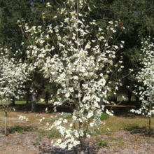 Cornus florida ‘Weaver’s White’ dogwood tree in full bloom, showcasing a profusion of white flowers in a natural setting