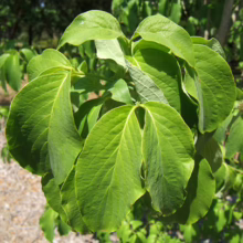 Cornus florida ‘Weaver’s White’ leaves: lush green foliage detail, showcasing the plant's broad, textured leaves.