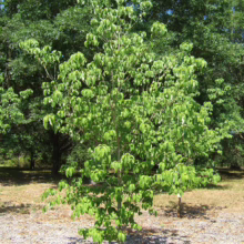 Young Cornus florida ‘Weaver’s White’ tree with dense green foliage, shown outdoors in a mulch bed